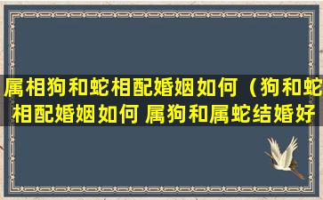 属相狗和蛇相配婚姻如何（狗和蛇相配婚姻如何 属狗和属蛇结婚好吗）